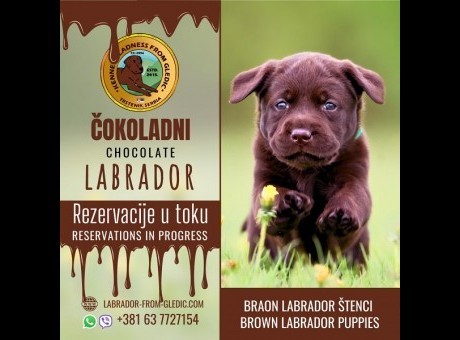 1 labradora0426.jpg